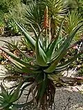 Aloe africana (Uitenhage aloe)