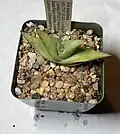 Aloe molederana