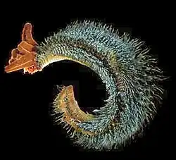 The Pompeii worm lives at great depths by hydrothermal vents at temperatures up to 80&nbsp;°C (176&nbsp;°F).