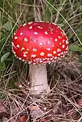 Amanita muscaria, a psychotropic mushroom commonly known as "fly agaric"