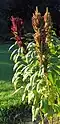 Popping amaranth (Amaranthus sp.)
