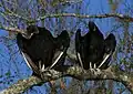 Two large black birds with black unfeathered heads with their wings half-spread sitting on a tree branch in a tree with few leaves