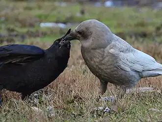 Leucistic crow feeding its offspring
