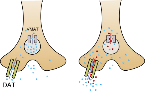An image of methamphetamine pharmacodynamics