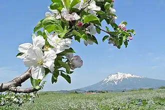 Apple blossoms in front of a mountain
