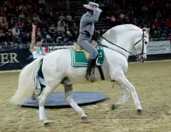 Demonstration of doma vaquera riding