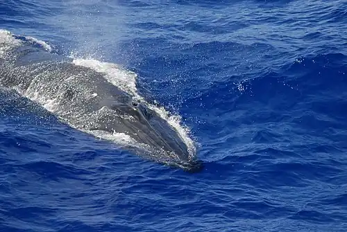 Bryde's whale