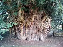 The Ankerwycke Yew, Berkshire, England