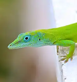 An Anole combines blue structural color of iridiophores with a layered deposit of yellow carotenoid pigments obtained from its diet to create the green color it uses for camouflage.