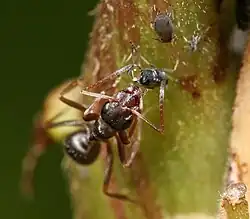 Ant extracting honeydew from an aphid