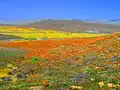 Antelope Valley California Poppy Reserve