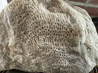 Fossil tabulate coral, in the gravel, at the foot of the wall