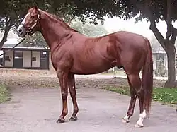 A chestnut-colored horse standing in a stableyard
