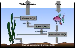 Drawing showing cross-section of the ocean. The bottom is labeled "Decomposing plant & animal matter". An arrow points from seaweed to the bottom. Another arrow points to a rectangle labeled Ammonium (NH+ 4). A two-headed arrow is labeled Nitrosomonas and points back to the seaweed and also to another rectangle labeled Nitrites (NO− 2). Another arrow labeled Nitrospira points to another rectangle labeled Nitrates (NO− 3). Another arrow points back to the seaweed. Another arrow points to the air above the ocean surface and is labeled Water change. Another arrow, labeled Food points from the air to a fish below the surface. A final arrow points to the rectangle labeled Ammonium (NH+ 4).