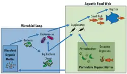 The microbial loop: The link between the microbial loop and the aquatic food web. Dissolved organic matter (DOM) becomes particulate organic matter (POM) as bacteria eat it and grow to form clumps. Small clumps of organic matter are eaten by bacterivores and zooplankton eat both bacterivores and big clumps of organic matter. Zooplankton are then eaten by fish. Dissolved organic matter is leaked or excreted by zooplankton and fish, and the cycle, called the microbial loop, starts over. Blue arrows show the movement of organic matter from the microbial loop to the food web and back.[94]