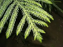 Araucariaceae: awl-like leaves of Cook pine (Araucaria columnaris)