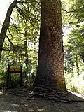 The 'Araucaria Madre' in Conguillío National Park, Chile; according to the sign, 50&nbsp;m tall, 2.2&nbsp;m trunk diameter, and 1,800 years old