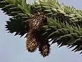 Male (pollen) cones