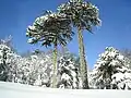 Trees in snow in Conguillío National Park, Chile