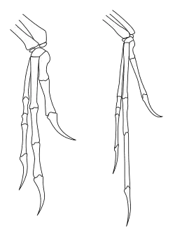 Outline of bones in forelimbs of Deinonychus and Archaeopteryx; both have two fingers and an opposed claw with very similar layout, although Archaeopteryx has thinner bones