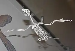 Skeletal reconstruction of Archaeopteryx