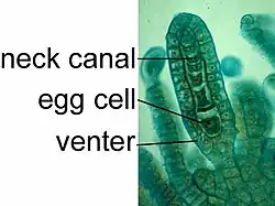 The archegonium of Porella