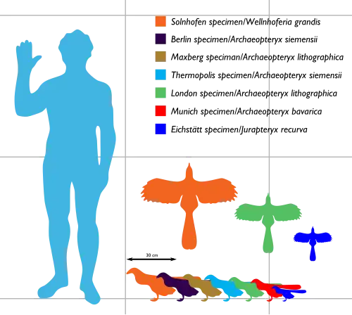 Archaeopteryx sizes ranging between about 25 and 50&nbsp;cm long and between 25 and 60&nbsp;cm in wingspan