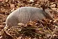 Nine-banded armadillo