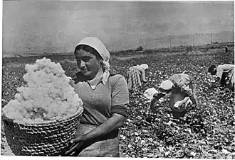 Picking cotton in Armenia in the 1930s. No cotton is grown there today.