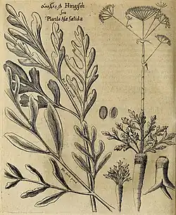 Pen-and-ink drawing of a plant with a tuberous root, a rosette of leaves, and several umbels, with details of leaves and fruits.