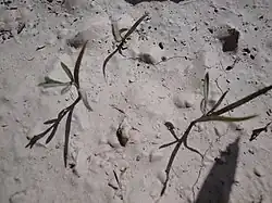 Color photograph of three small seedlings growing in pale, dry soil.