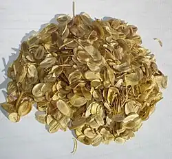 Color photograph of a pile of golden seeds on a white surface.