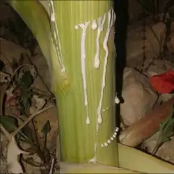 Color photograph of a green Ferula stem exuding a milky white liquid.