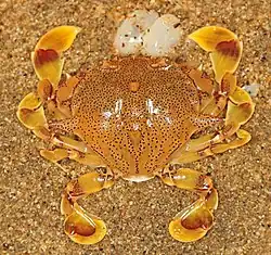 The yellow moon crab is carnivorous.