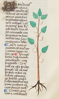 Text in a narrow left column with colored initials and a colored drawing of a plant with oval entire leaves bearing resin-like fruits on the right.