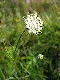 Astrantia minor (umbel)