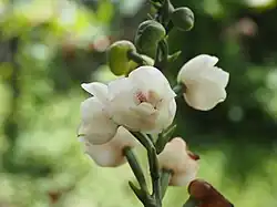 The Holy Spirit flower (Peristeria elata) was officially declared the national flower of Panama on November 21, 1980.[114]