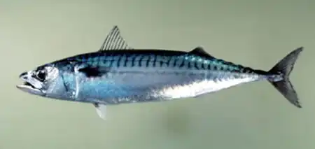Streamlined, somewhat warm-blooded: mackerel