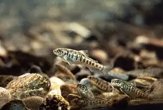 The fry become parr, and pick home rocks or plants in the streambed from which they dart out to capture insect larvae and other passing food.