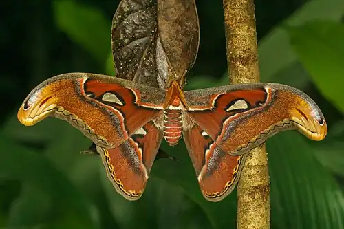 An Attacus taprobanis moth from Kadavoor, Kerala
