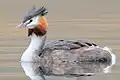 Podiceps cristatus australis, Mackenzie Basin, New Zealand