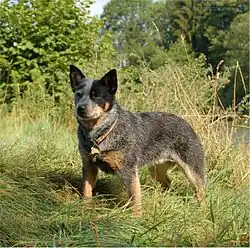 Representative specimen of a Cattle Dog of Australia (CDoA), Chessie, working in Switzerland. 2006.