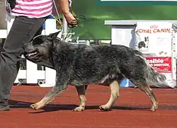 Early Australian Heeler type with strong build and dense coat