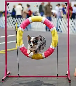 A blue merle in a dog agility competition