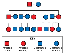 Diagram showing a father carrying the gene and an unaffected mother, leading to some of their offspring being affected; those affected are also shown with some affected offspring; those unaffected have no affected offspring