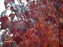 Acer × freemanii 'Autumn Blaze' (a cross between A. rubrum and A. saccharinum
