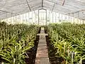Pineapples in a greenhouse