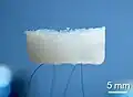 An aerogel held up by hair.[116] (Scientific Reports)