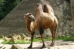 A shaggy two-humped camel