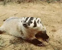 An American badger